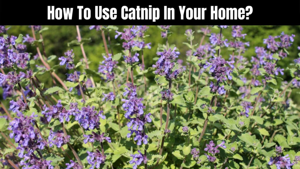 Is Catnip Safe to Give to Cats?