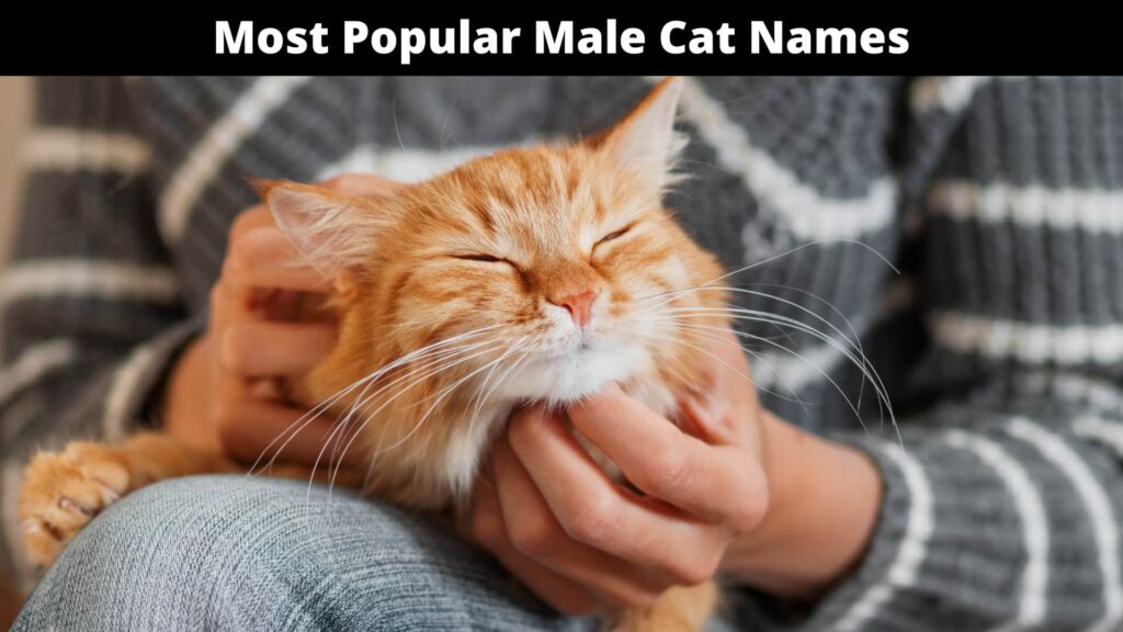 Most Popular Cat Names