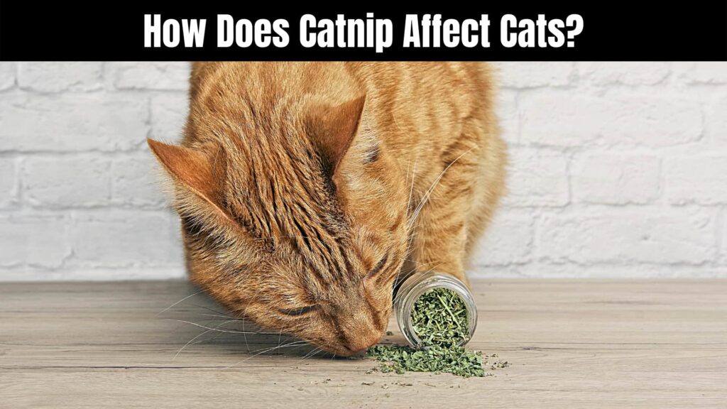Is Catnip Safe to Give to Cats?