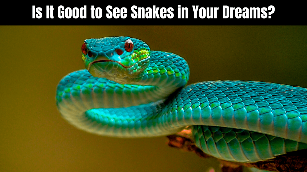 Spiritual Meaning of a Snake in a Dream