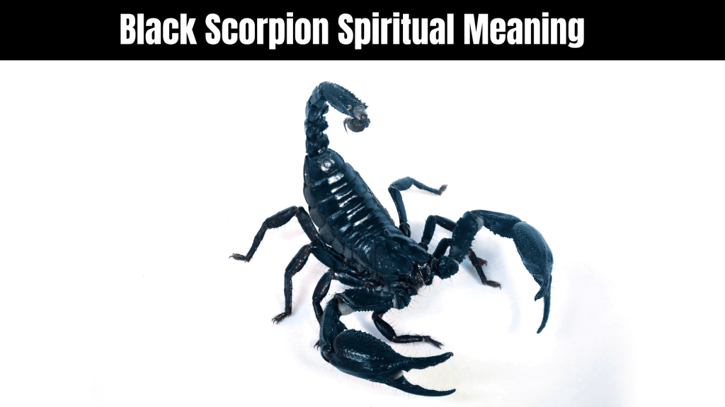 Black Scorpion Spiritual Meaning
