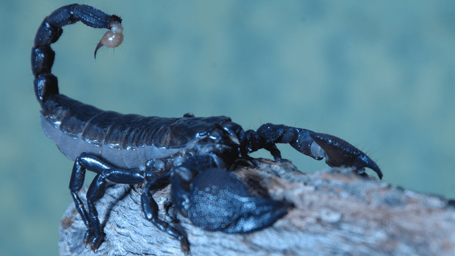 Black Scorpion Spiritual Meaning