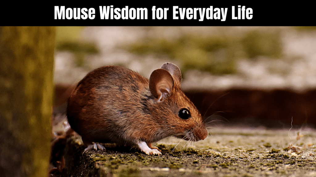 Spiritual Meaning of Mouse