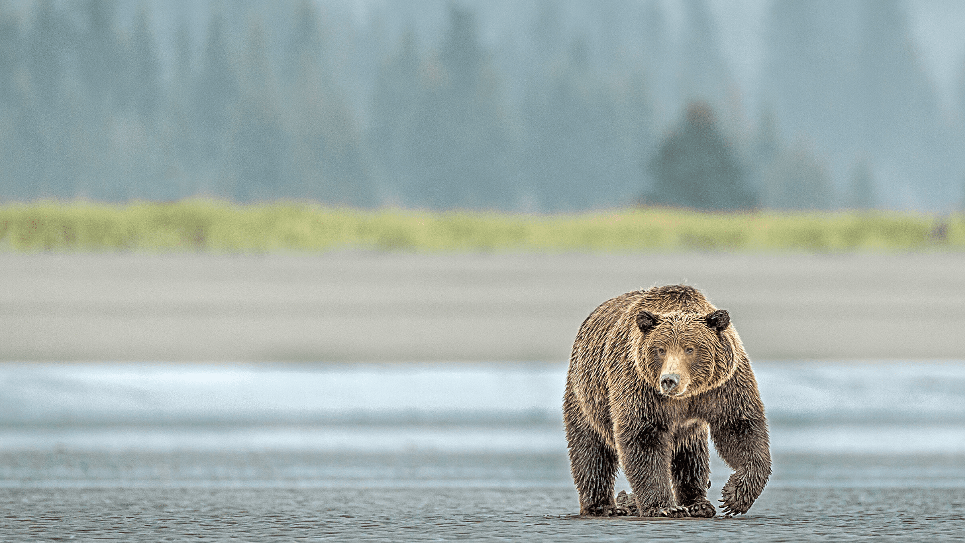 Spiritual Meaning of Bear