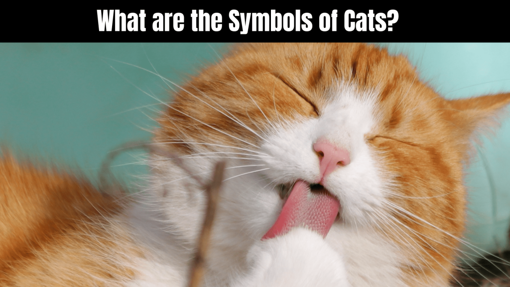 Spiritual Meaning of Cats