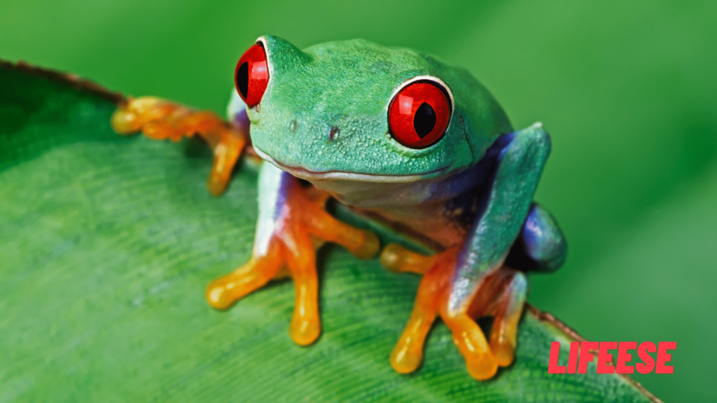 spiritual Meaning of Frogs