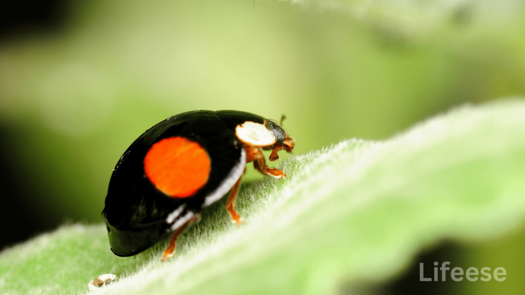 Black Ladybug Spiritual Meaning