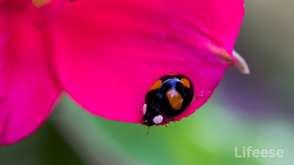Black Ladybug Spiritual Meaning