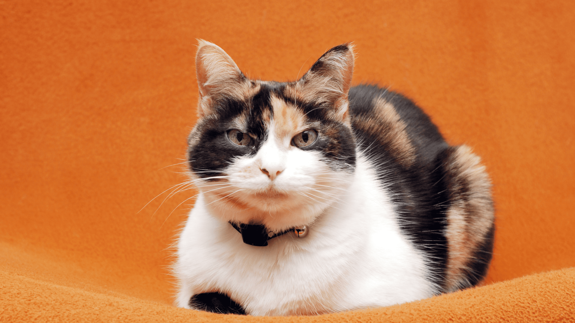 Calico Cat Spiritual Meaning