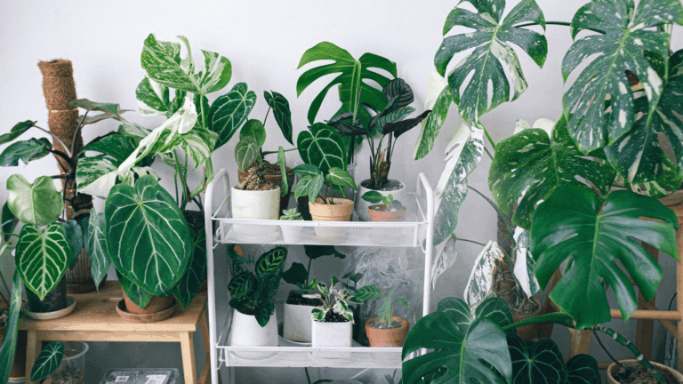 Vertical Garden Wall Indoors