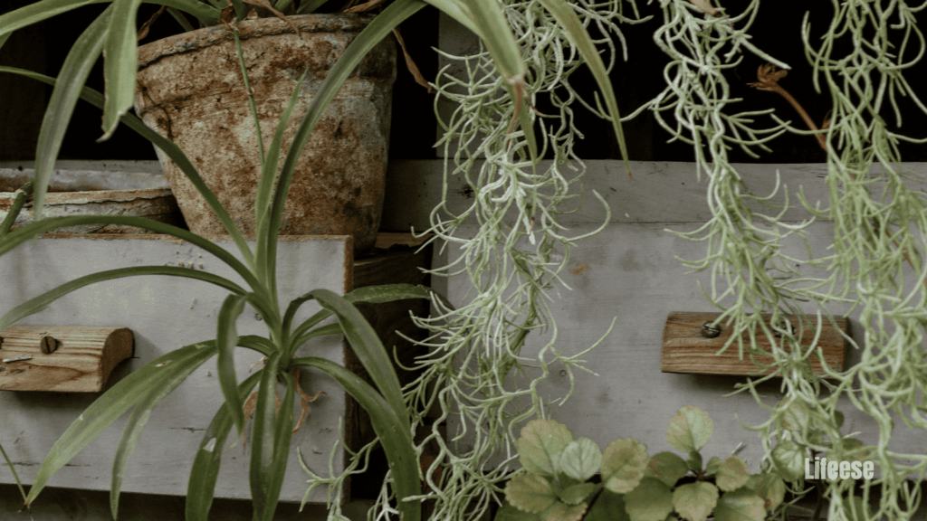 Vertical Garden Wall Indoors