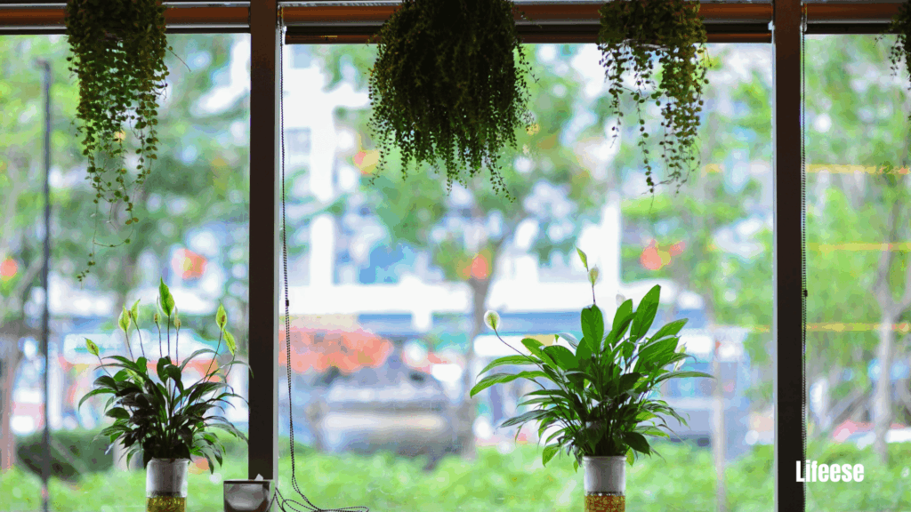 Indoor Plant Corner Styling