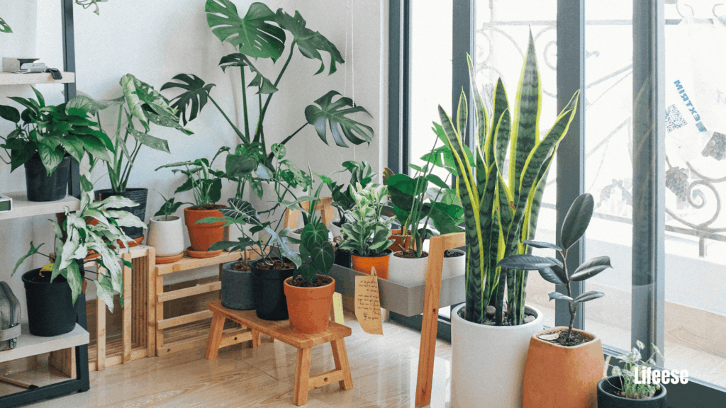 Indoor Plant Corner Styling